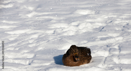 ducks sit in the snow in the winter season, cold frosty weather
