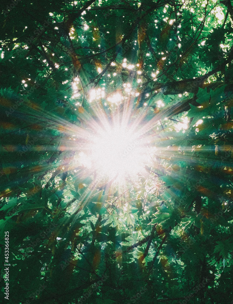 Fototapeta premium sun shining through trees