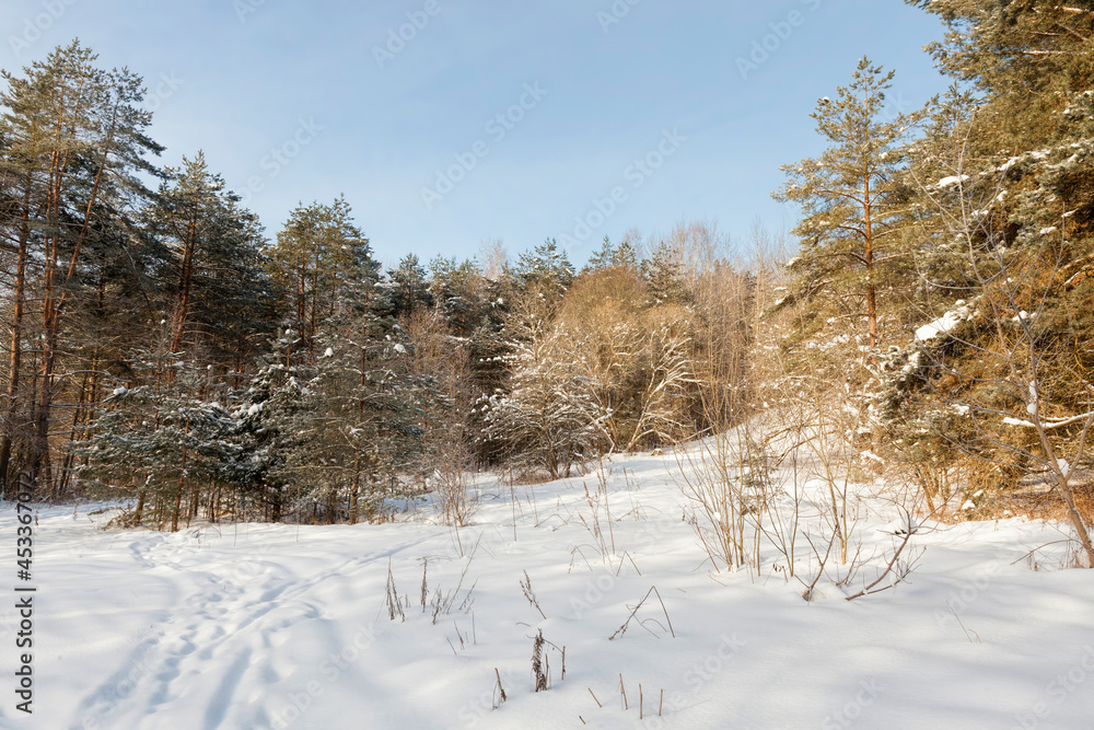 custom made wallpaper toronto digitalplants covered with snow and frost