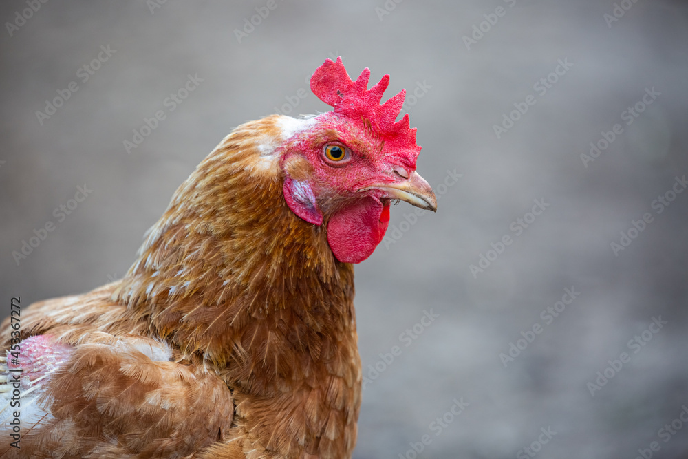 Portrait of a brown chicken against neutral background