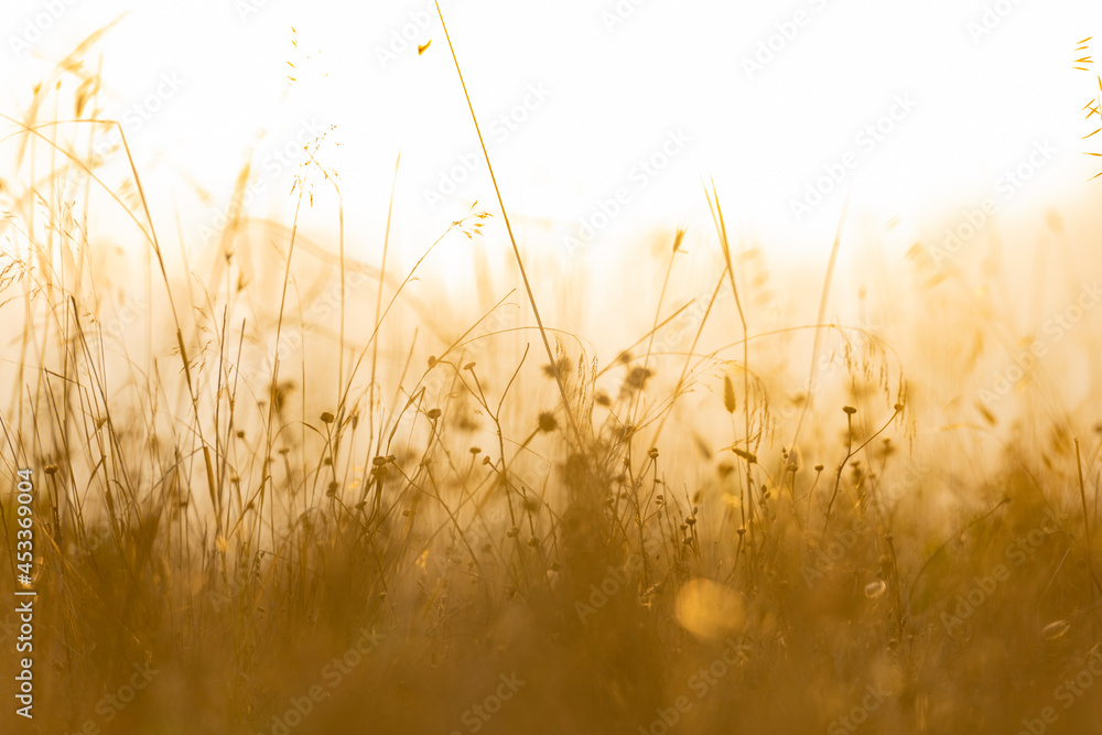 Soft focus of grass and wild plants illuminated by a golden sunset. Spring, summer season, natural background with copy space.
