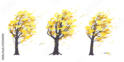 Set of Old Trees in Autumn Windy Weather