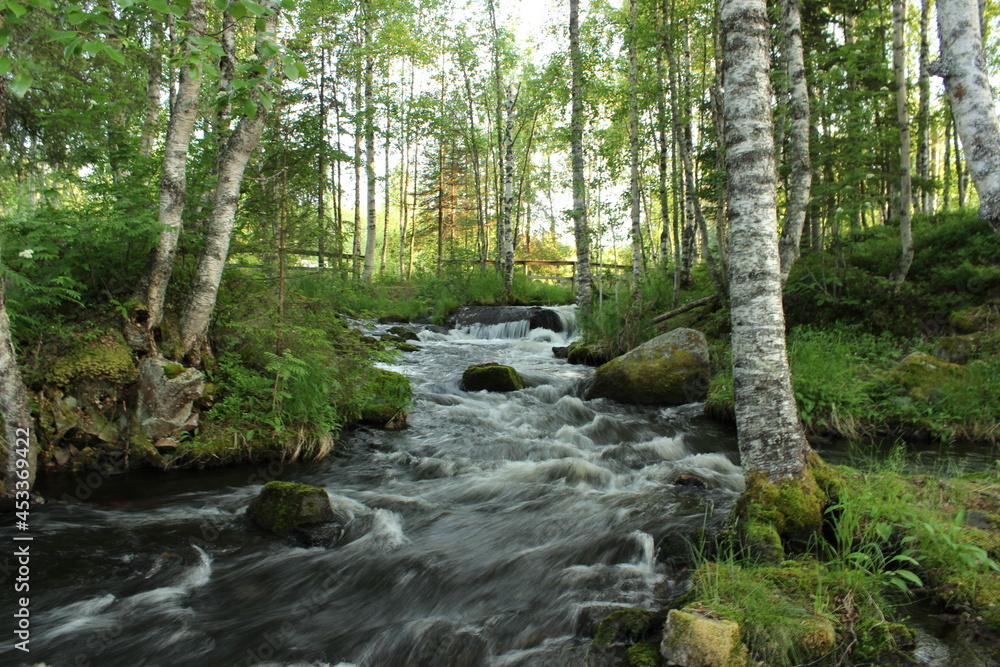 river in the forest river in the forest