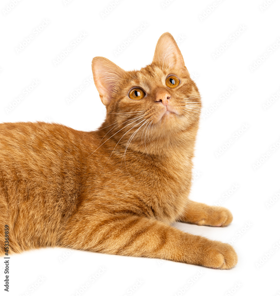 Portrait of ginger kitten isolated on white background. Сat look away.