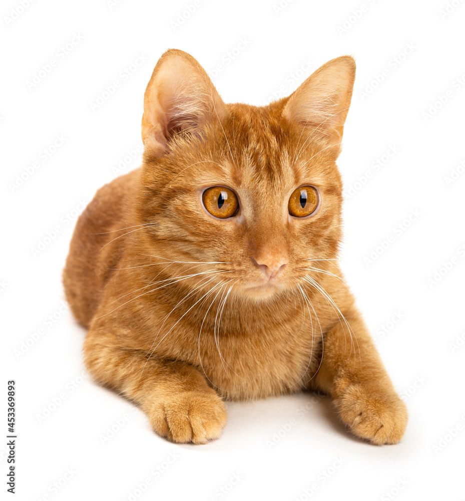 Portrait of ginger cat isolated on white background.