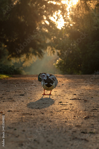 pigeon walking at sunset
