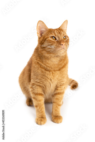 Portrait of red cat isolated on white background.