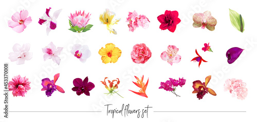 Exotic tropical flowers big vector clipart set. Orchid, strelitzia, hibiscus, bougainvillea, gloriosa