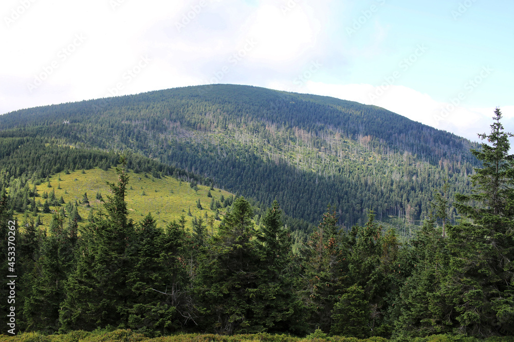 Obraz premium Karkonosze in the summer. View of the mountains covered with green trees. Thick clouds over the mountains. Karkonosze National Park 