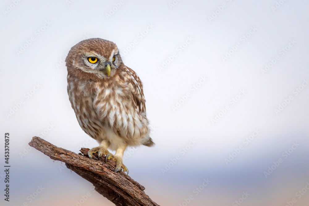 Fototapeta premium Little owl. Colorful nature background. Athene noctua. 
