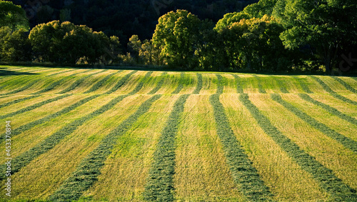 LINES IN A FIELD