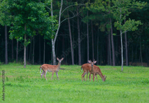 Three whitetail deer © Guy Sagi