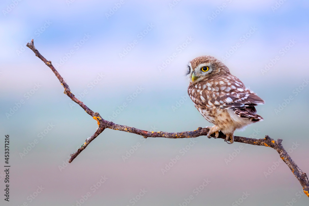 Little owl. Colorful nature background. Athene noctua. Little owl. Colorful nature background. Athene noctua.