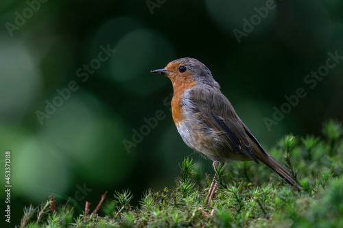 Robin (Erithacus rubecula) in the forest of Brabant Brabant in the Netherlands. Green bokeh background. 