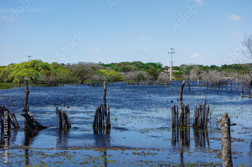 swampy wetland of flooded river, tropical estuary brazilian landscape © Caio