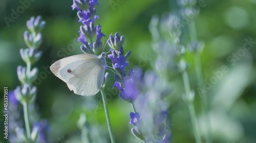 The white butterfly pieris brassicae drinks the nectar of blue lavender flowers and flies away. Macro video of an insect in slow motion. photo