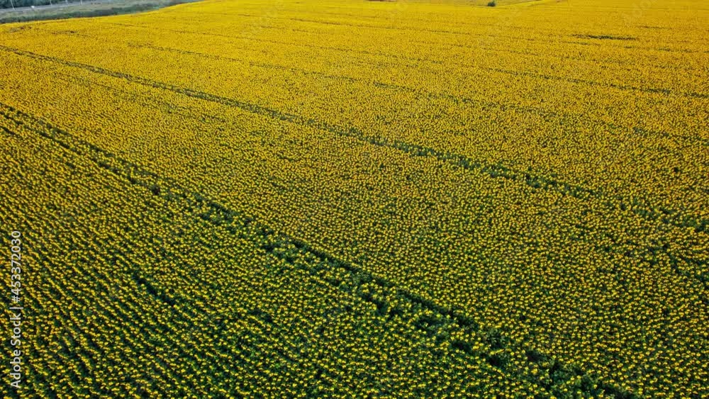 Aerial view of the sunflowers field Aerial view of the sunflowers field
