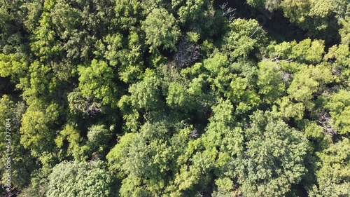 Vertical fly over trees in park
