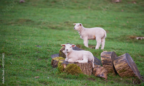 Cute Lambs