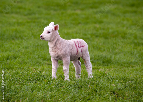 Cute Lambs © chris