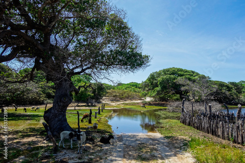 goats in brazilian countryside rural scape, green field and tropical vegetation photo