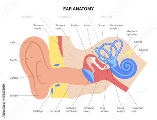 Ear anatomy diagram