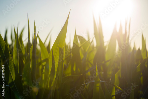 Stems and leaves of young green corn.