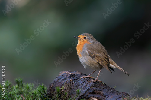 European Robin (Erithacus rubecula) on a branch in the forest of the Netherlands. 