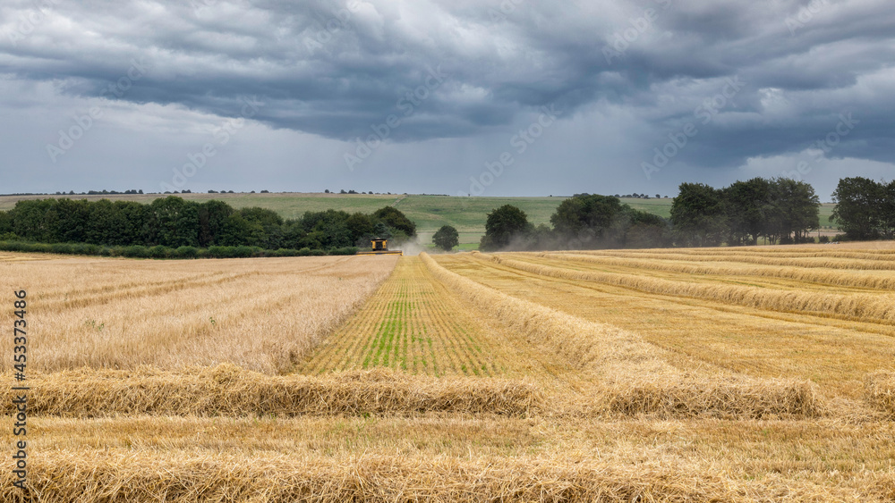 Spring barley harvested at Avebury in Wiltshire today. Straw waiting to be bailed.