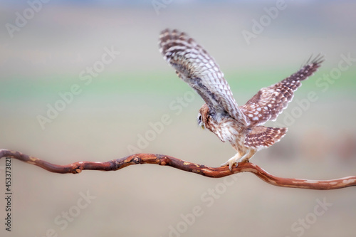 Little owl. Colorful nature background. Athene noctua. 