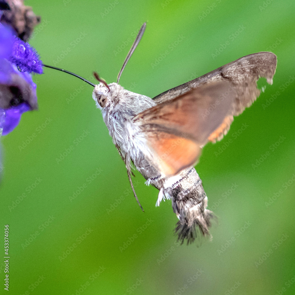 Fototapeta premium Papillon moro sphinx butinant le nectar du fleur