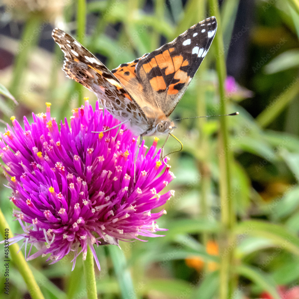 Papillon butinant le nectar du fleur Papillon butinant le nectar du fleur