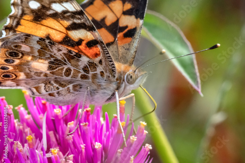 Papillon butinant le nectar du fleur photo