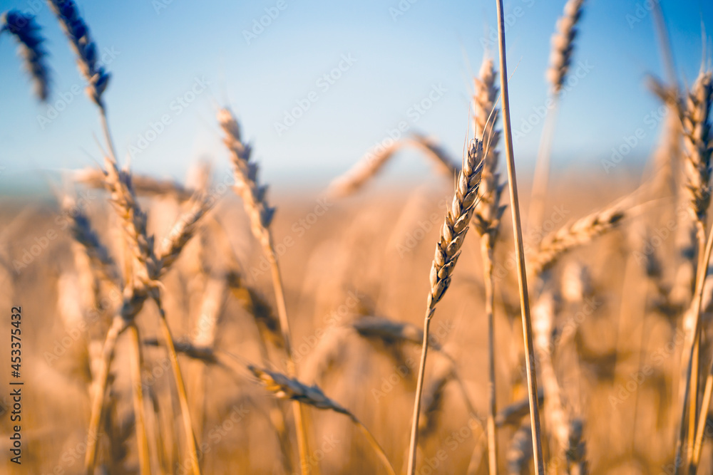Stems of golden wheat with grain for flour production.