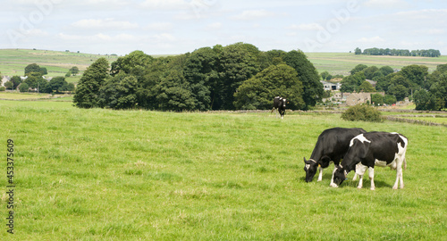 Cows grazing in the Peak District