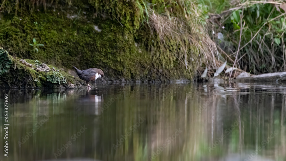 bird, ente, wasser, natur, wild lebende tiere, see, tier, feather, bird, ente, wasser, natur, wild lebende tiere, see, tier, feather,