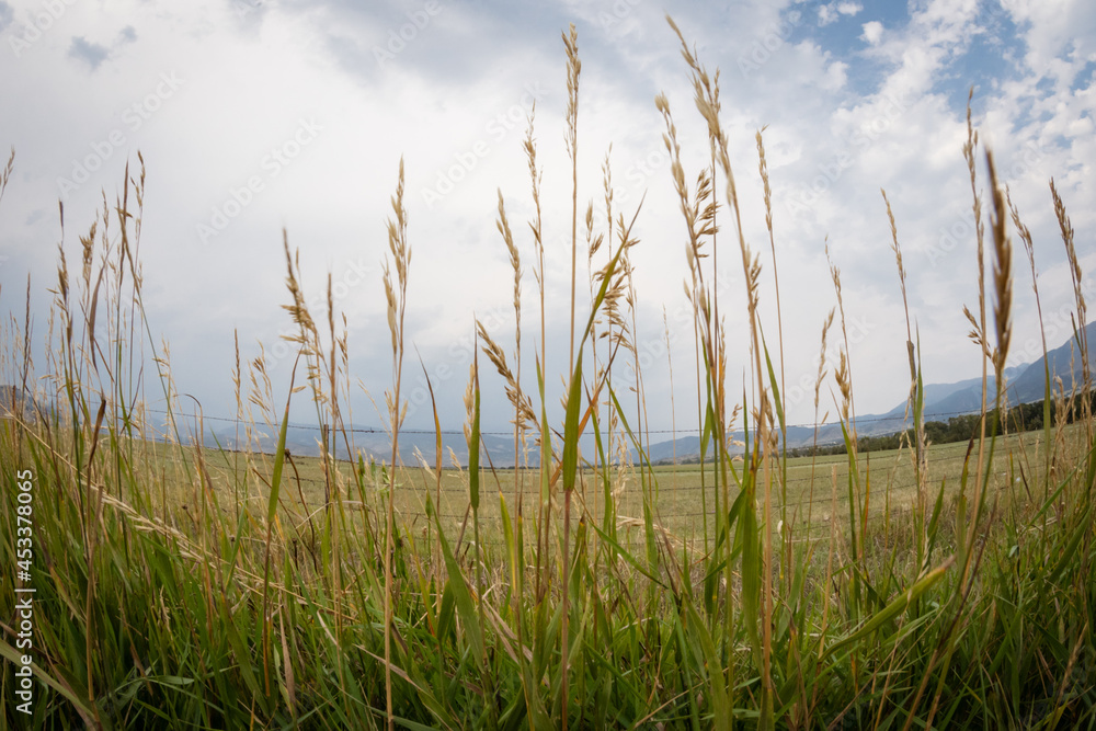 Tall grasses grow alongside a field in rural Montana. Fisheye lens view