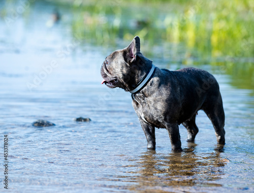 french bulldog stands on the background of a river with blue water © liliya kulianionak