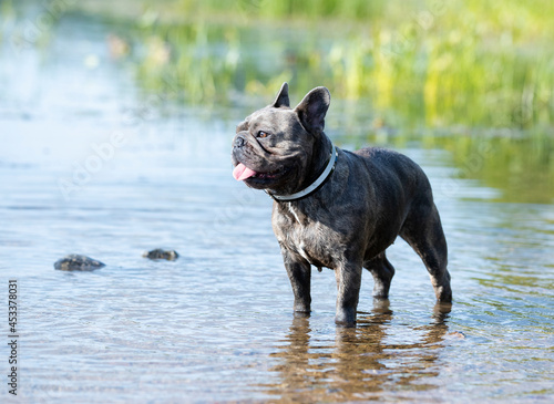french bulldog stands on the background of a river with blue water © liliya kulianionak