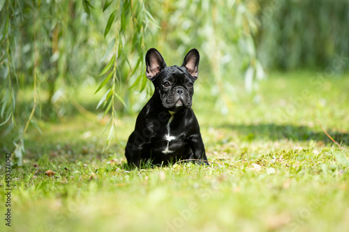 french bulldog puppy on green grass in the park photo