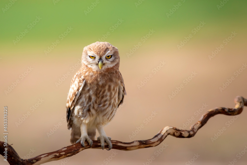 Little owl. Colorful nature background. Athene noctua. Little owl. Colorful nature background. Athene noctua.