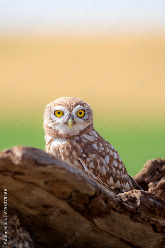 Obraz premium Little owl. Colorful nature background. Athene noctua. 