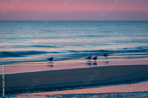 Seagulls at L  kken Beach