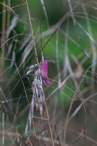 Rare pink Grasshopper