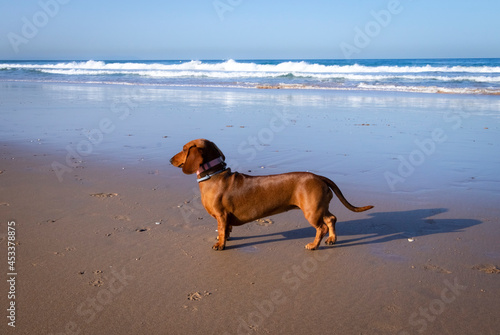 Dachshund on the beach. Dogs can go to the beach and walk happily. Concept of traveling with your pet.