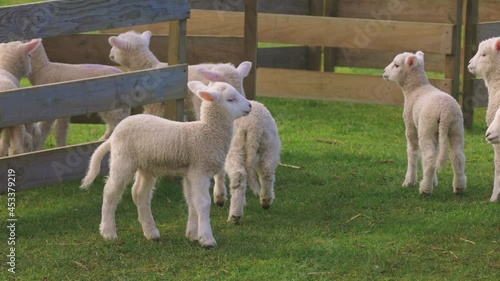 A flock of lambs at feeding time, Ambury farm, Auckland photo