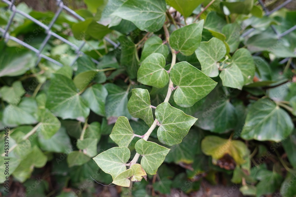 Hedera helix, the common ivy, English ivy, European ivy, or just ivy, is a species of flowering plant of the ivy genus in the family Araliaceae. Hedera helix, the common ivy, English ivy, European ivy, or just ivy, is a species of flowering plant of the ivy genus in the family Araliaceae.