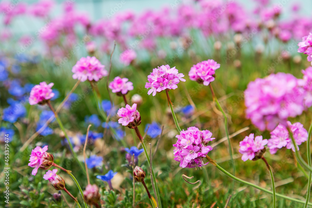 Pink flowers in the town of Bandon, Oregon. Pink flowers in the town of Bandon, Oregon.