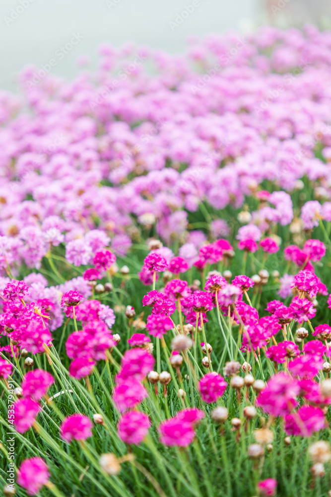Pink flowers in the town of Bandon, Oregon. Pink flowers in the town of Bandon, Oregon.
