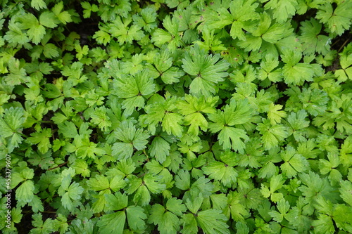 Ranunculus repens, the creeping buttercup, is a flowering plant in the buttercup family Ranunculaceae, native to Europe, Asia, and northwestern Africa. It is also called creeping crowfoot and sitfast.